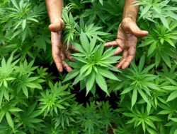 Pengungkapan Ladang Ganja 25 Hektare di Nagan Raya: Dari Penangkapan ke Pemusnahan